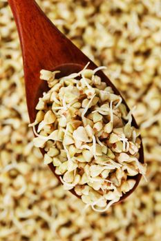 Green germinated buckwheat on a wooden brown spoon. Raw Useful food from buckwheat sprouts for vegetarian food.