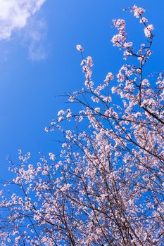 Colorful scene of tender sakura blossom against blue sky.