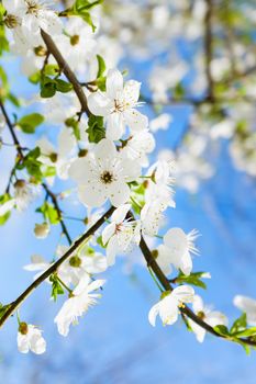 spring white blossom against blue sky, flower, fresh