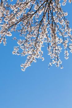 spring white blossom against blue sky, flower, fresh