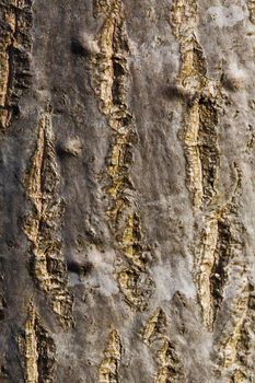 Bark of a tree, trunk, texture vertical