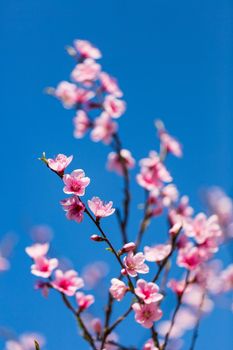 Colorful scene of tender sakura blossom against blue sky.