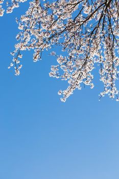 spring white blossom against blue sky, flower, fresh