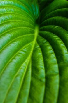 Green leaf with water drops for background.