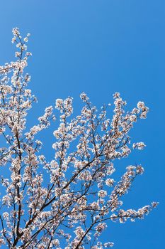 spring white blossom against blue sky, flower, fresh