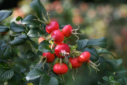 Red rose hips hanging on a branch