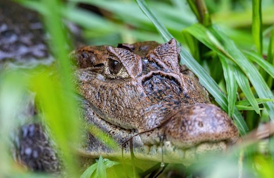 Spectacled caiman (Caiman crocodilus) or Common Caiman, crocodilian reptile found in Refugio de Vida Silvestre Cano Negro, Costa Rica wildlife