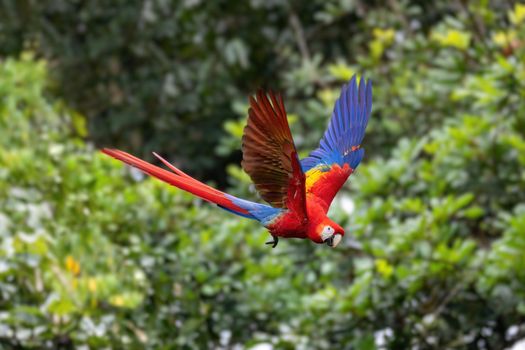 flying beautiful color bird, Scarlet macaw (Ara macao), Quepos, Wildlife and birdwatching in Costa Rica.
