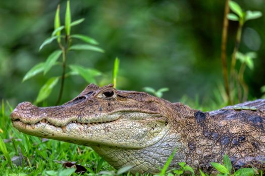 Spectacled caiman (Caiman crocodilus) or Common Caiman, crocodilian reptile found in Refugio de Vida Silvestre Cano Negro, Costa Rica wildlife