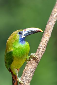 Emerald toucanet (Aulacorhynchus prasinus), small toucan. Beautiful bird at San Gerardo de Dota, Wildlife and birdwatching in Costa Rica.