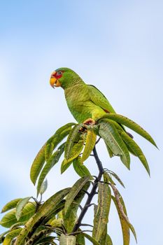 white-fronted amazon (Amazona albifrons) also known as the white-fronted parrot, or spectacled amazon parrot. Puntarenas region, Wildlife and birdwatching in Costa Rica.