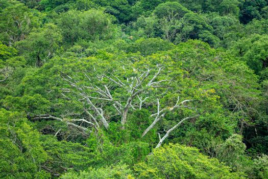 Dense Tropical Rain Forest. Traditional Costa Rica green landscape. Rincon de la Vieja National Park, Parque Nacional Rincon de la Vieja, Guanacaste Province, Costa Rica