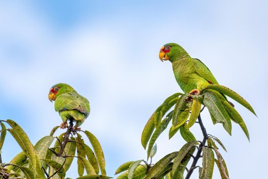 white-fronted amazon (Amazona albifrons) also known as the white-fronted parrot, or spectacled amazon parrot. Puntarenas region, Wildlife and birdwatching in Costa Rica.