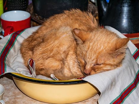 Red domestic cat sleeps in an iron bowl. Ginger cat. Kittens are pets. Pets in the kitchen. Red color of the cat's coat. Sleep of a kitten. Kitchen dishes. background image.