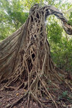 Tangled Fig Tree and tree trunks in tropical jungle forest, Rincon de la Vieja National Park, Parque Nacional Rincon de la Vieja, Guanacaste Province, Costa Rica