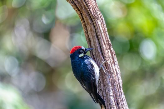 Acorn woodpecker (Melanerpes formicivorus) in natural habitat, San Gerardo de Dota, Wildlife and birdwatching in Costa Rica.