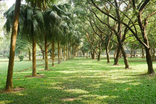 city parks with walkaway at early morning ,