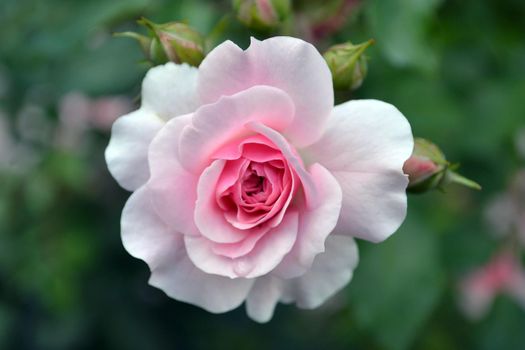 Pink delicate rose, open bud foto