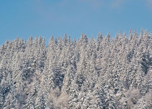 Winter forest on blue sky background. Trees in snow on bright sunny day.