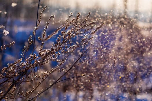 Frozen dry grass, close up. Abstract winter of autumnal natural background