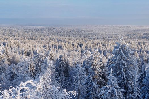 Fabulous winter landscape. Snow-covered trees in the Ural winter forest