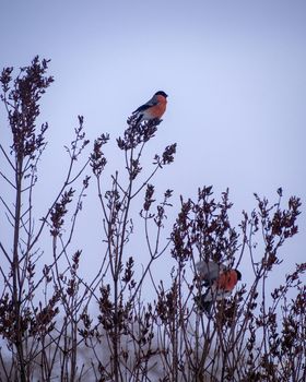 Red bird Eurasian bullfinch (Pyrrhula pyrrhula) sitting on branches of guelder rose (Viburnum opulus) and eating red fruits in winter