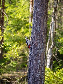 White-backed woodpecker on a pine tree in a summer forest.
