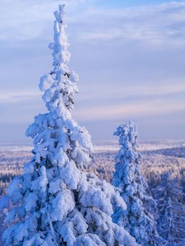 Fabulous winter landscape. Snow-covered trees in the Ural winter forest