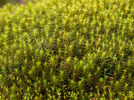 Green moss background. Star moss close-up top view.