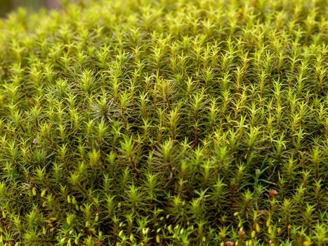 Green moss background. Star moss close-up top view.