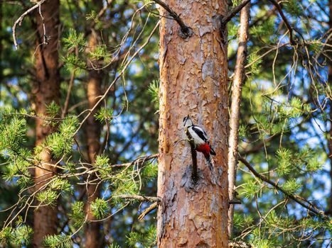 White-backed woodpecker on a pine tree in a summer forest.