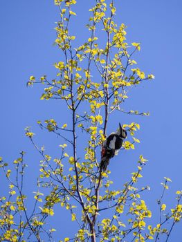 White-backed woodpecker on a pine tree in a summer forest.