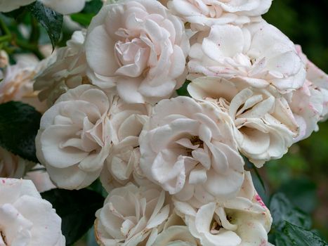 Beautiful wilted white roses in late summer