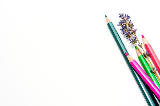 Multi-colored pencils with dry lavender flowers on a white background.