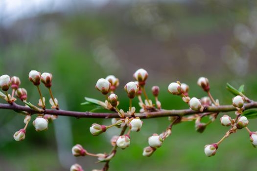 Many closed white buds on a cherry branch. Selective focus. Spring in the garden.