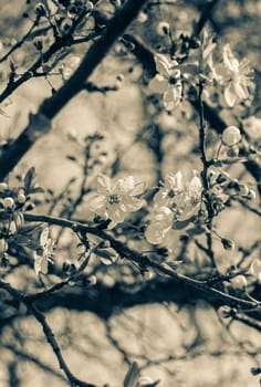 Cherry branches with flowers. Vertical vintage photo. Spring theme.