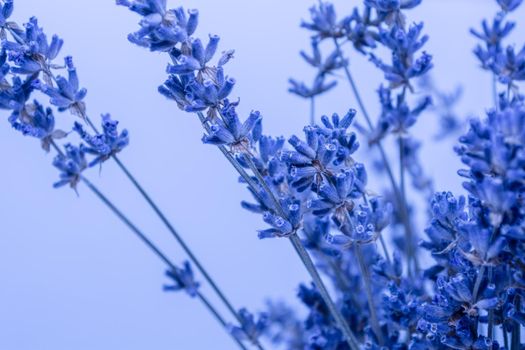 A bunch of dry lavender on a light blue background. Selective focus. Flower composition from dried flowers.