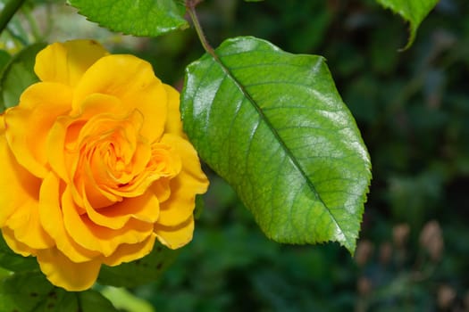 Yellow rose in the garden near a green leaf close-up.