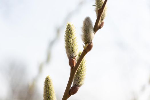 Willow branch with flowers, Easter tree against the background of the spring clear sky.