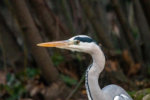 gray heron at terni walk