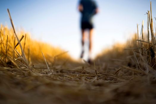 A young man jogging in the early morning at dawn, an athlete runs along the road through a wheat field.