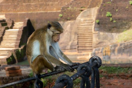 Sri Lanka. Sigiriya. Lion Rock. A cute monkey is sitting on the fence. High quality photo