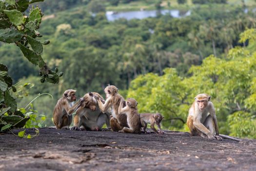 Sri Lanka. A family of cute monkeys on the background of the forest. High quality photo