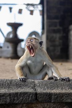 Sri Lanka. A cute monkey sits with his mouth open and shows his fangs. In an old Buddhist temple. High quality photo