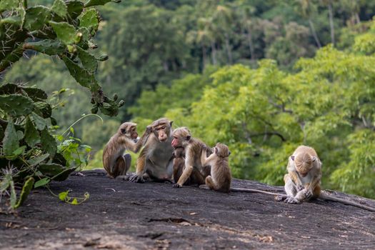 Sri Lanka. A family of cute monkeys on the background of the forest. High quality photo
