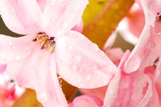 Little snail on flower. Nature background with flowers