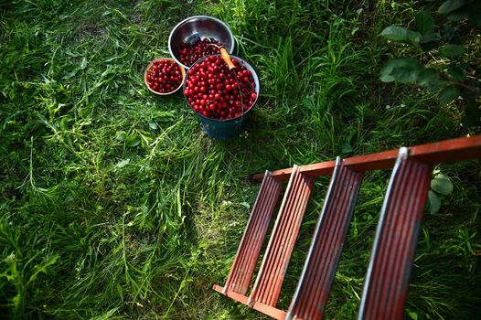 Top view of stepladder on harvest cherries in metal blue bucket and bowls, lying on a green grass in orchard