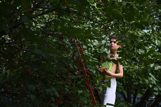 Cute boy on a stepladder with a small bucket picks cherries in the garden