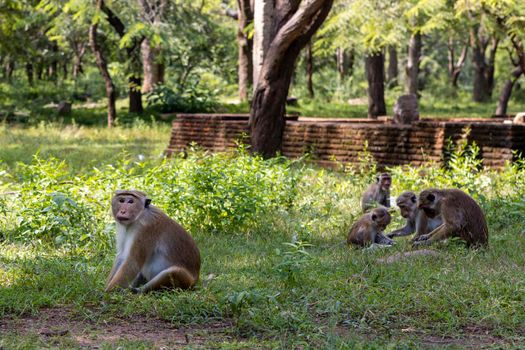 Sri Lanka. A family of cute monkeys in the forest. High quality photo