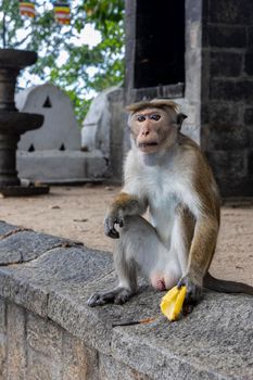 Sri Lanka. A cute monkey sits on a fence with a banana in his hand in a cave Buddhist temple in Dambulla. High quality photo